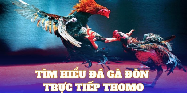 Đá gà đòn trực tiếp Thomo